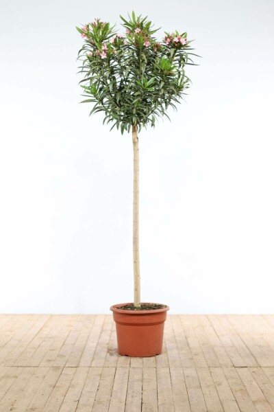 Nerie Nerium oleander med stamme 170-180 potte Nerium oleander 170-180 cm