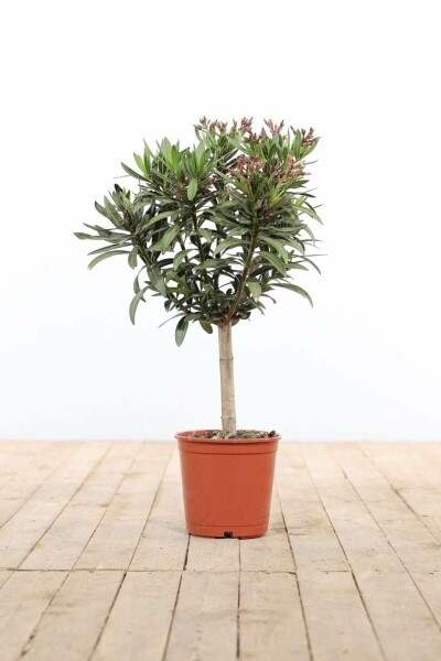 Nerie Nerium oleander med stamme 50-60 potte Nerium oleander 50-60 cm