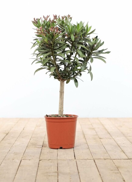 Nerie Nerium oleander med stamme 60-70 potte Nerium oleander 60-70 cm