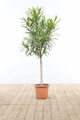 Nerie Nerium oleander med stamme 100-120 potte Nerium oleander 100-120 cm