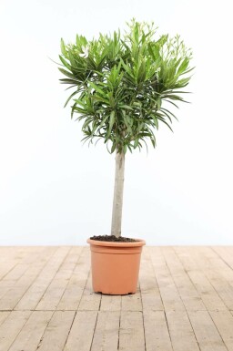 Nerie Nerium oleander med stamme 120-130 potte Nerium oleander 120-130 cm