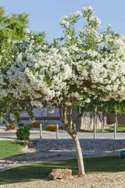 Nerie Nerium oleander med stamme 120-130 potte