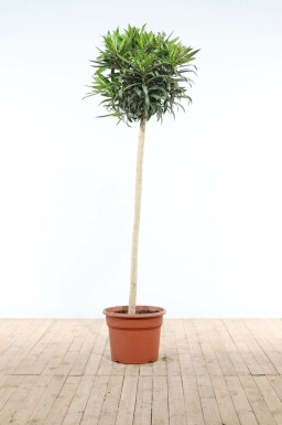 Nerie Nerium oleander med stamme 170-180 potte Nerium oleander 170-180 cm
