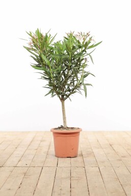 Nerie Nerium oleander med stamme 50-60 potte Nerium oleander 50-60 cm