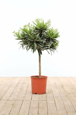Nerie Nerium oleander med stamme 60-70 potte Nerium oleander 60-70 cm