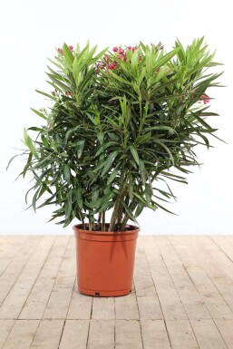 Nerie Nerium oleander busk 100-120 potte Nerium oleander 100-120 cm