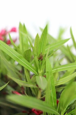 Nerie Nerium oleander busk 100-120 potte