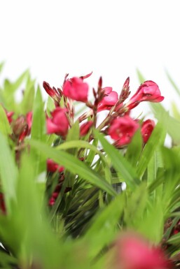 Nerie Nerium oleander busk 100-120 potte