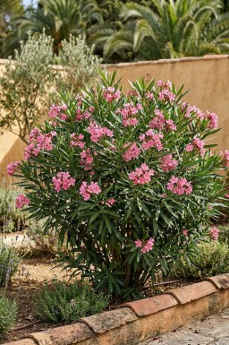Nerium oleander 100-120 cm