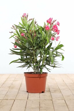 Nerie Nerium oleander busk 50-60 potte Nerium oleander 50-60 cm