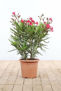 Nerie Nerium oleander busk 70-80 potte Nerium oleander 70-80 cm