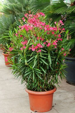 Nerium oleander 70-80 cm