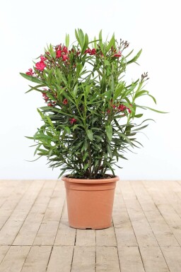 Nerie Nerium oleander busk 80-100 potte Nerium oleander 80-100 cm