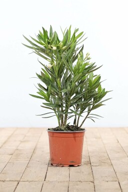 Nerie Nerium oleander busk 50-60 potte Nerium oleander 50-60 cm