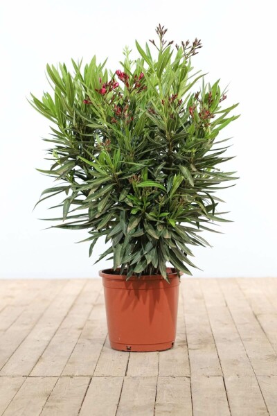 Nerium oleander 70-80 cm