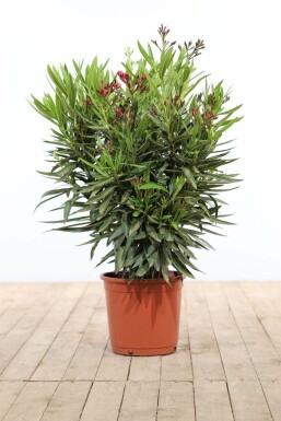 Nerie Nerium oleander busk 70-80 potte Nerium oleander 70-80 cm