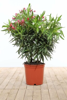 Nerie Nerium oleander busk 80-100 potte Nerium oleander 80-100 cm