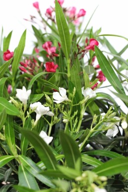 Nerium oleander 80-100 cm