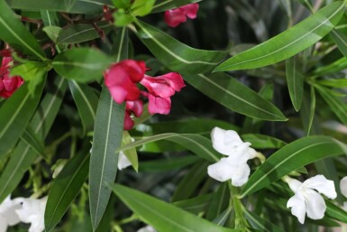 Nerium oleander 80-100 cm