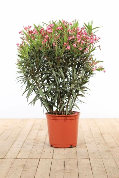 Nerie Nerium oleander busk 100-120 potte Nerium oleander 100-120 cm