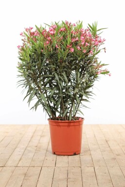 Nerium oleander