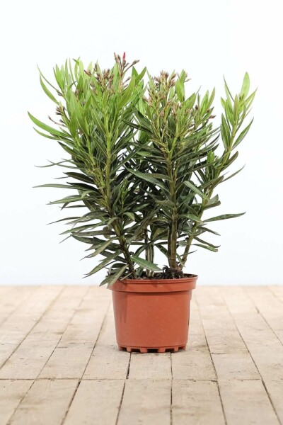 Nerie Nerium oleander busk 50-60 potte Nerium oleander 50-60 cm