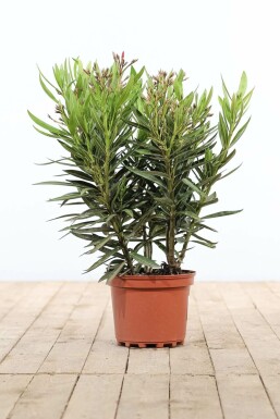 Nerie Nerium oleander busk 50-60 potte Nerium oleander 50-60 cm