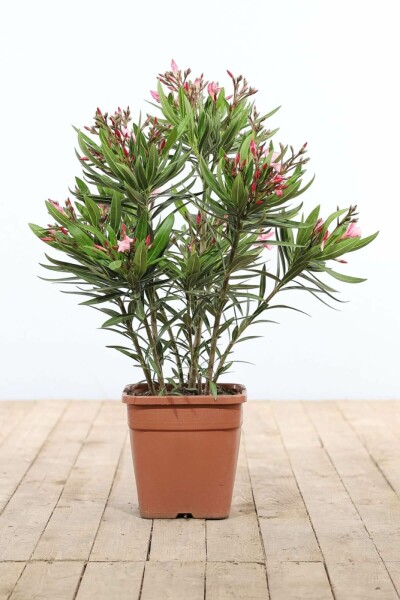 Nerie Nerium oleander busk 70-80 potte Nerium oleander 70-80 cm