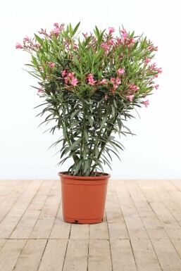 Nerie Nerium oleander busk 80-100 potte Nerium oleander 80-100 cm