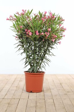 Nerie Nerium oleander busk 80-100 potte