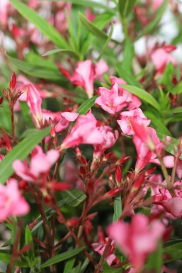 Nerium oleander 80-100 cm