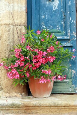 Nerium oleander 80-100 cm