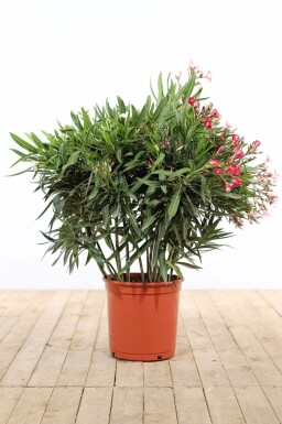 Nerie Nerium oleander busk 100-120 potte Nerium oleander 100-120 cm