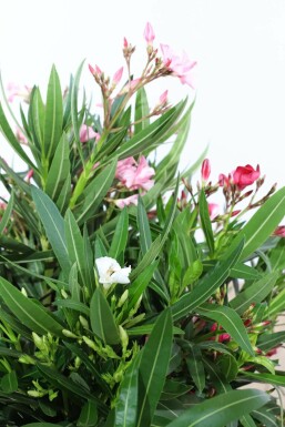 Nerium oleander 100-120 cm
