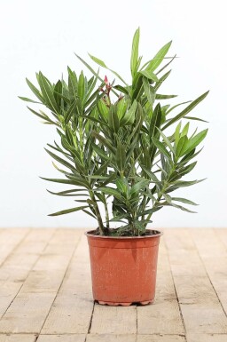 Nerie Nerium oleander busk 50-60 potte Nerium oleander 50-60 cm
