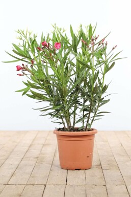 Nerie Nerium oleander busk 70-80 potte Nerium oleander 70-80 cm