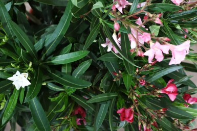 Nerium oleander 70-80 cm