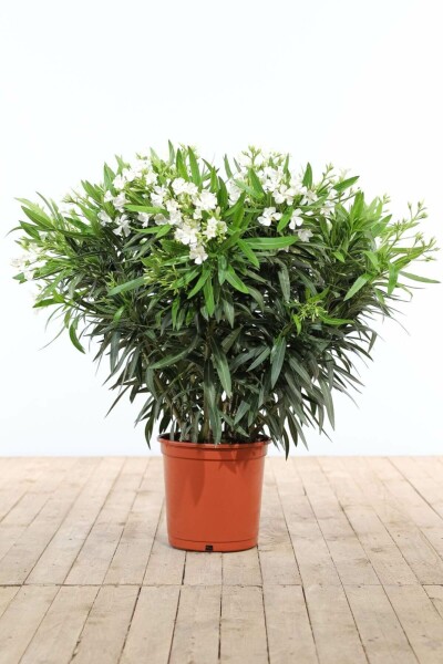 Nerie Nerium oleander busk 100-120 potte Nerium oleander 100-120 cm