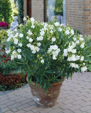 Nerie Nerium oleander busk 100-120 potte Nerium oleander 100-120 cm