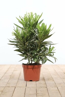 Nerie Nerium oleander busk 50-60 potte