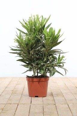 Nerie Nerium oleander busk 50-60 potte Nerium oleander 50-60 cm