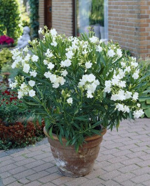 Nerie Nerium oleander busk 50-60 potte