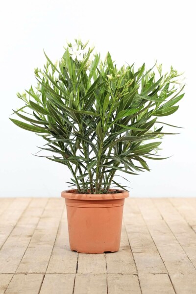Nerie Nerium oleander busk 70-80 potte Nerium oleander 70-80 cm