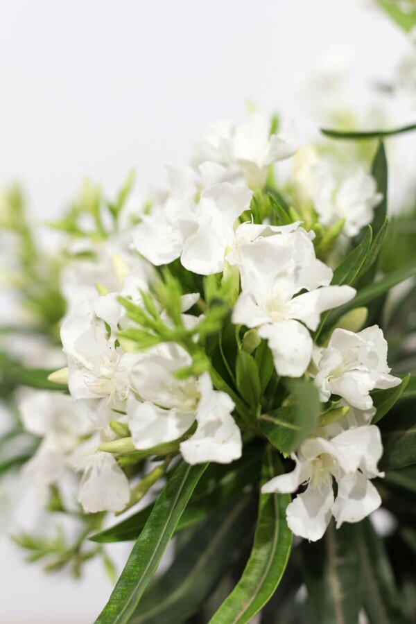 Nerie Nerium oleander busk 70-80 potte Nerium oleander 70-80 cm