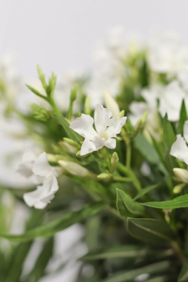 Nerie Nerium oleander busk 70-80 potte Nerium oleander 70-80 cm