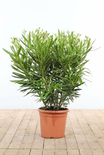 Nerie Nerium oleander busk 80-100 potte Nerium oleander 80-100 cm