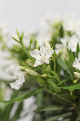 Nerie Nerium oleander busk 80-100 potte Nerium oleander 80-100 cm