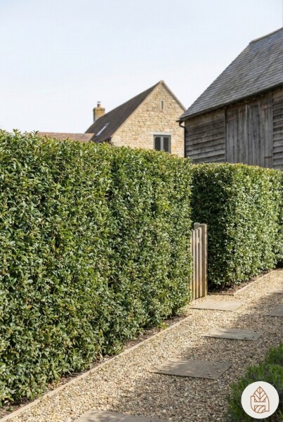 Osmanthus × burkwoodii 30-40 cm