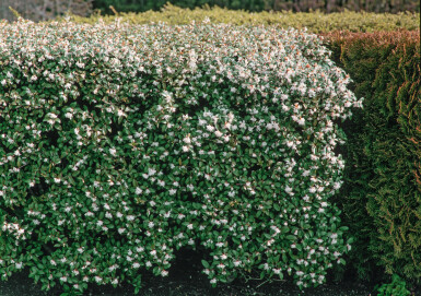 Duftosmanthus Osmanthus × burkwoodii hæk 30-40 potte