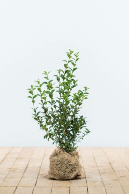 Osmanthus × burkwoodii 40-60 cm